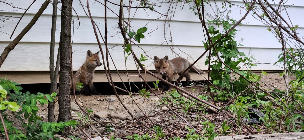 Two baby red foxes are in front of a white-sided wall. One is seated and looking off into the distance. The other is standing and looking at the camera.