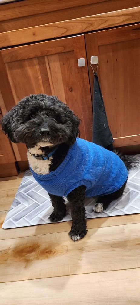 A black dog with white markings, wearing a blue collar and blue sweater, is seated on a mat on the floor in front of cabinet doors.  He's looking at the camera. He is very handsome and adorable and fluffy. 