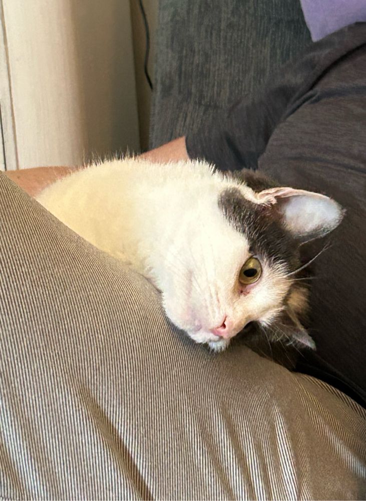 a white cat with grey spots is on a persons lap looking down