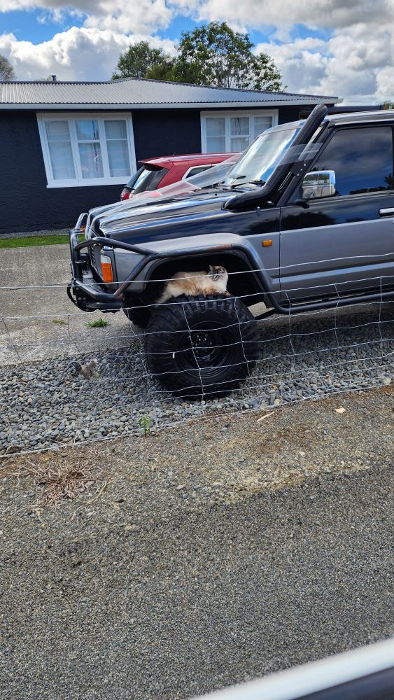 A cat sitting comfortably on the front tyre of a 4 wheel drive vehicle that has wedding ribbons on the bonnet 