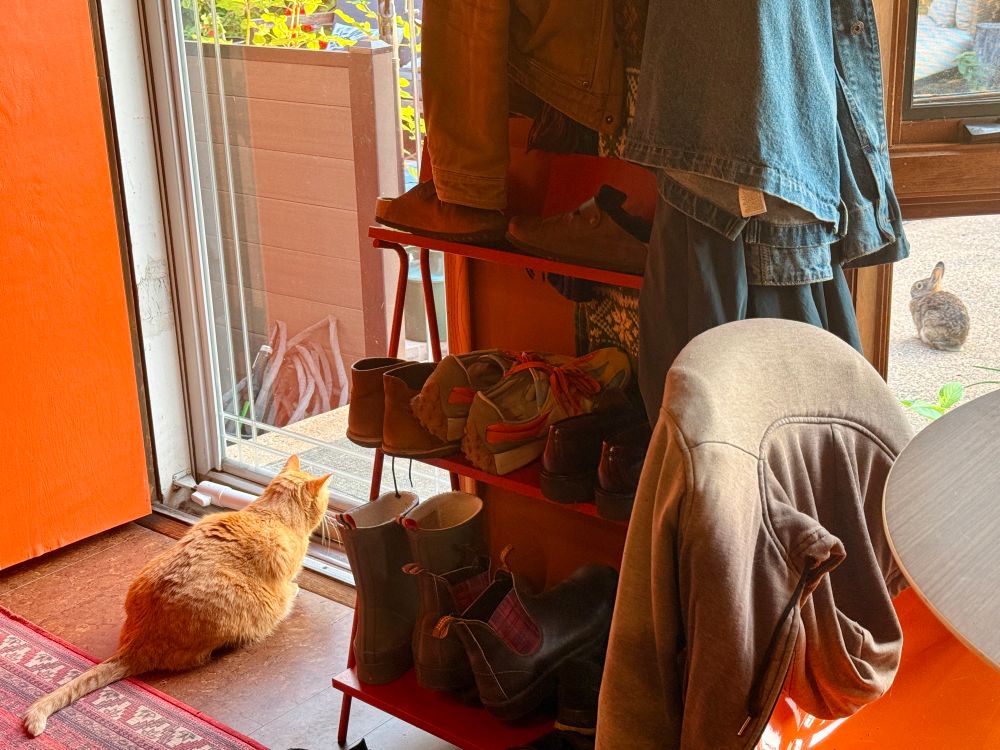 An orange cat staring intensely at a bunny staring intensely at an orange cat. 