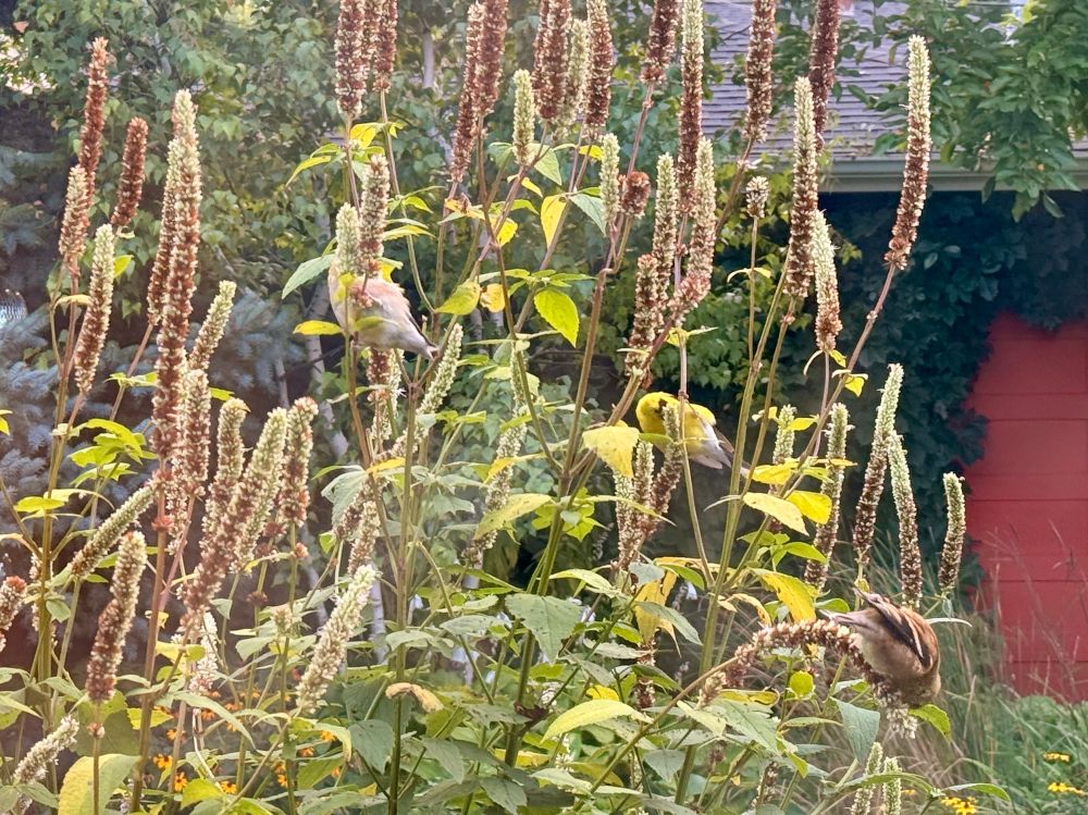 3 goldfinches eating hyssop seeds. 