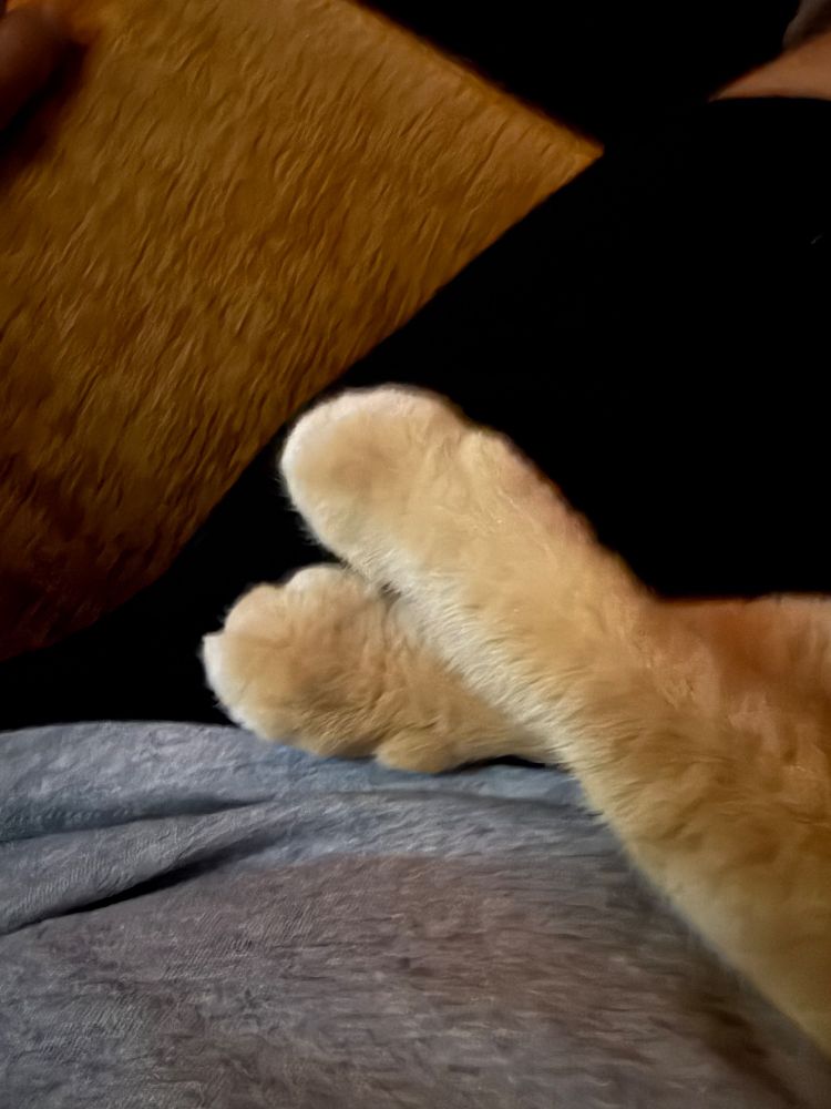 Tiny orange cat paws, crossed. 