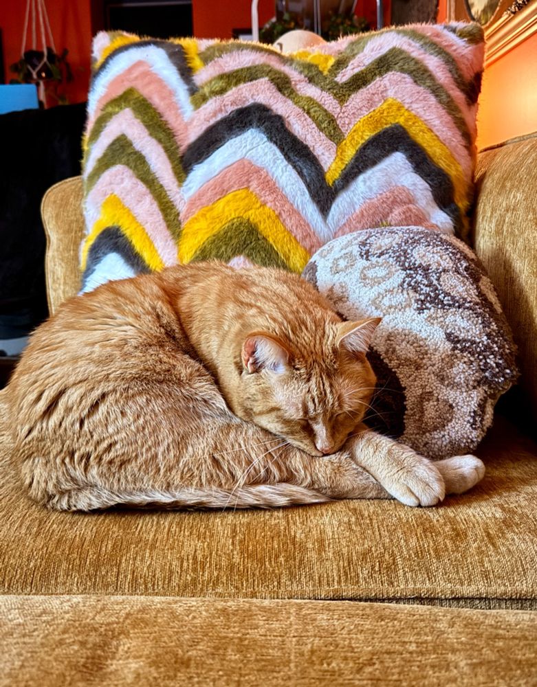 Orange cat sleeping near pillows. 