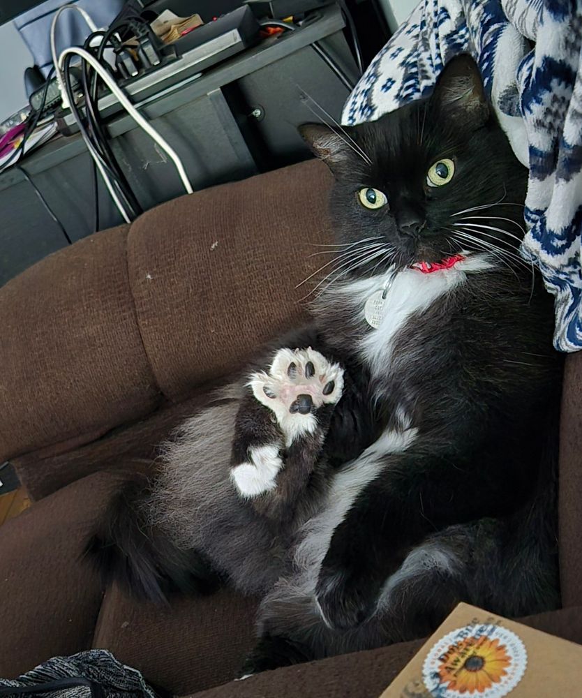 Black and white cat still trying to fund her hair tie addiction by showing off her toe beans.