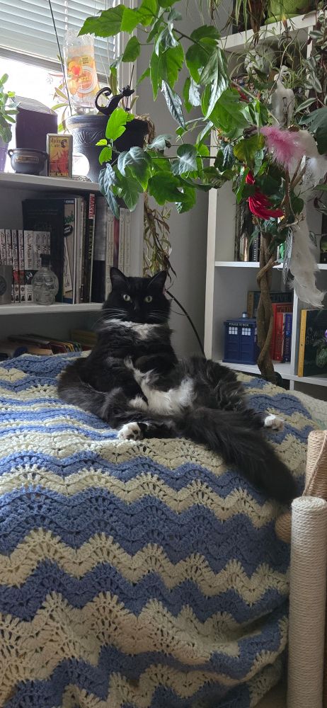 Black and white long haired cat sitting on a afghan silently judging you
