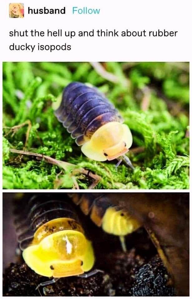 Rubber duck isopods