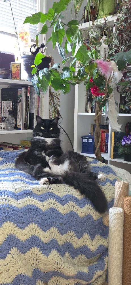 Black and white cat in her natural state. Judging you harshly.