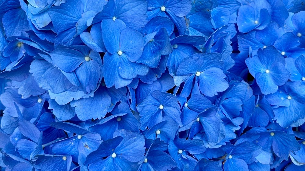 Hydrangea flowers