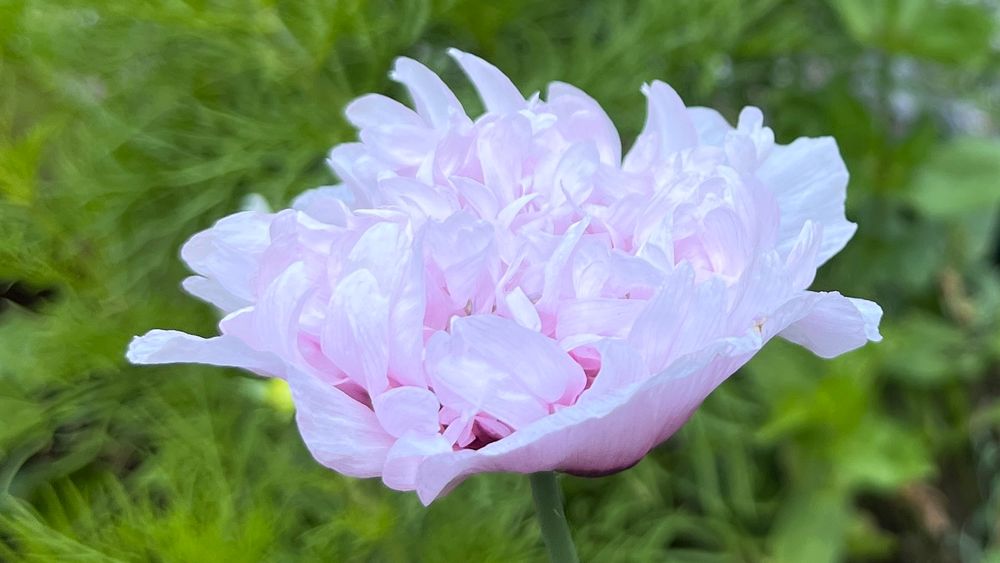 Pink poppy