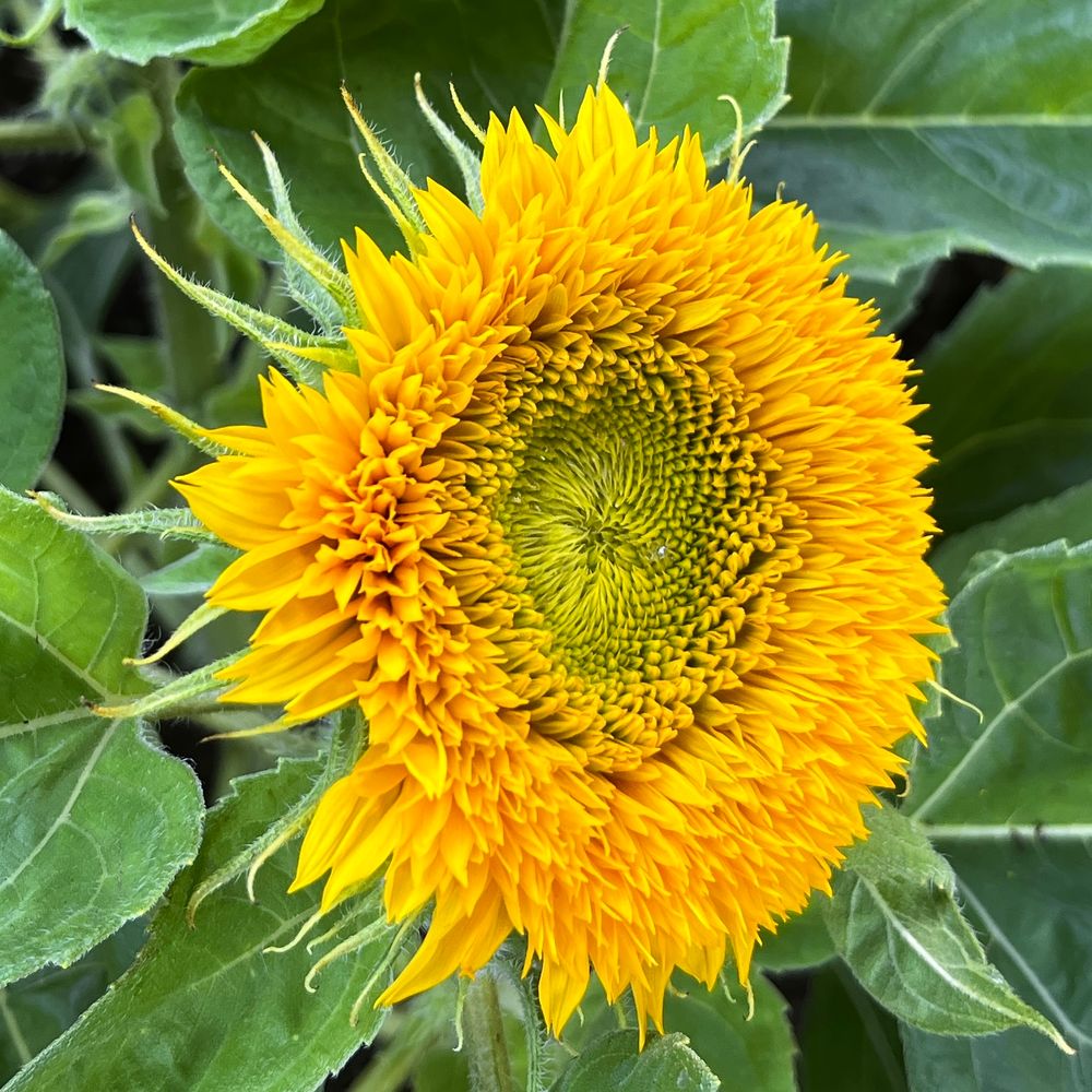Sunflower