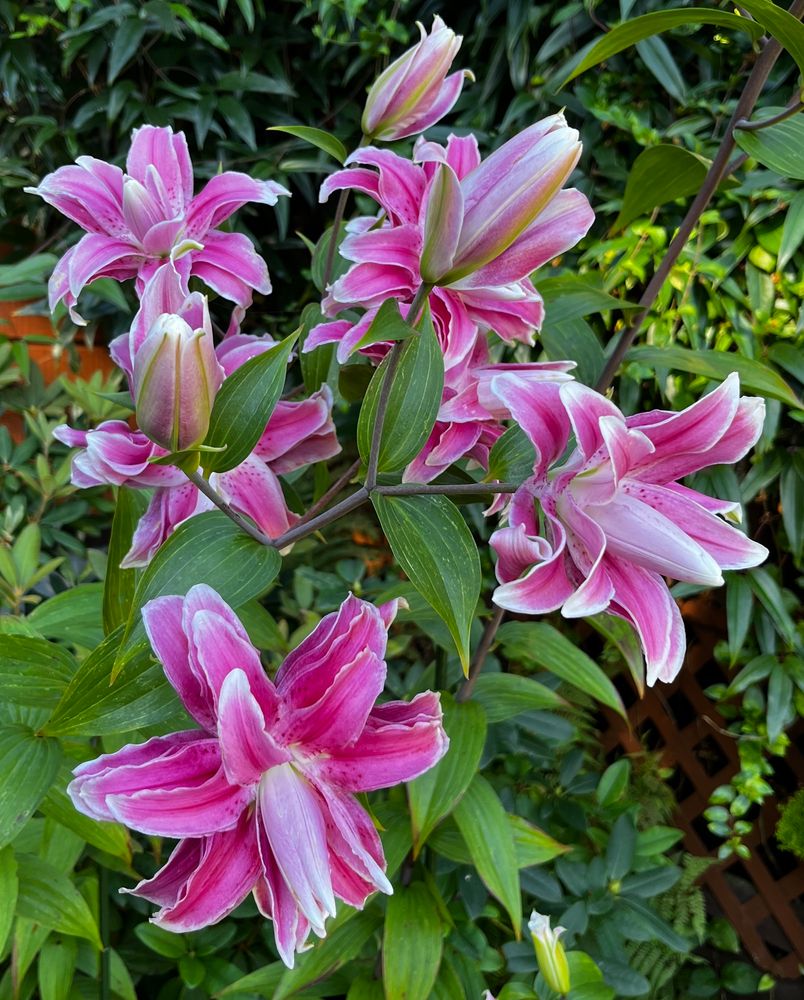 Anouska lilies