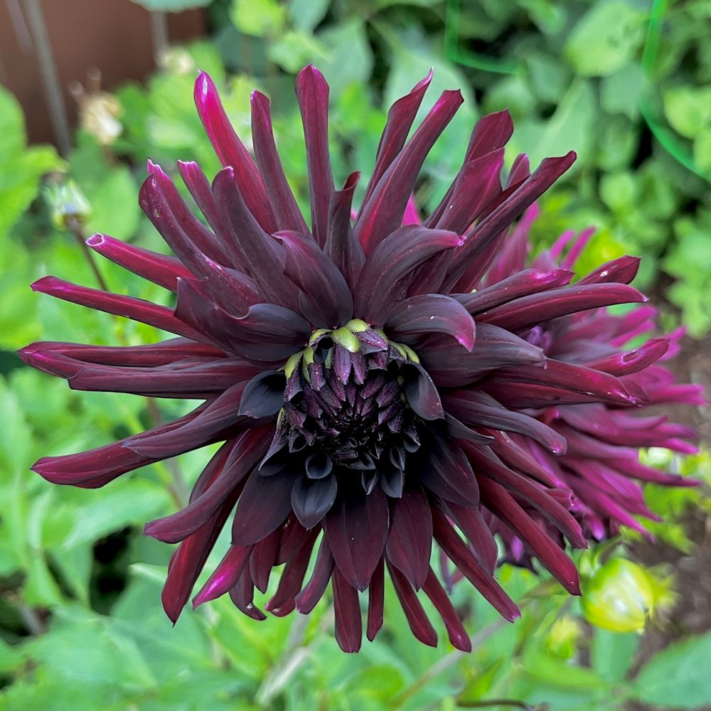 Dahlia