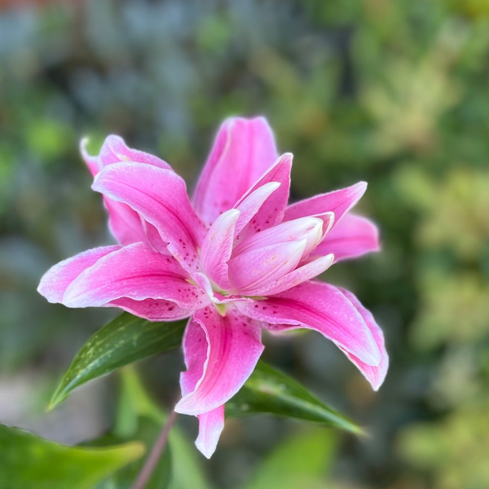 Double Oriental Kiss Lily (Roselily Anouska)