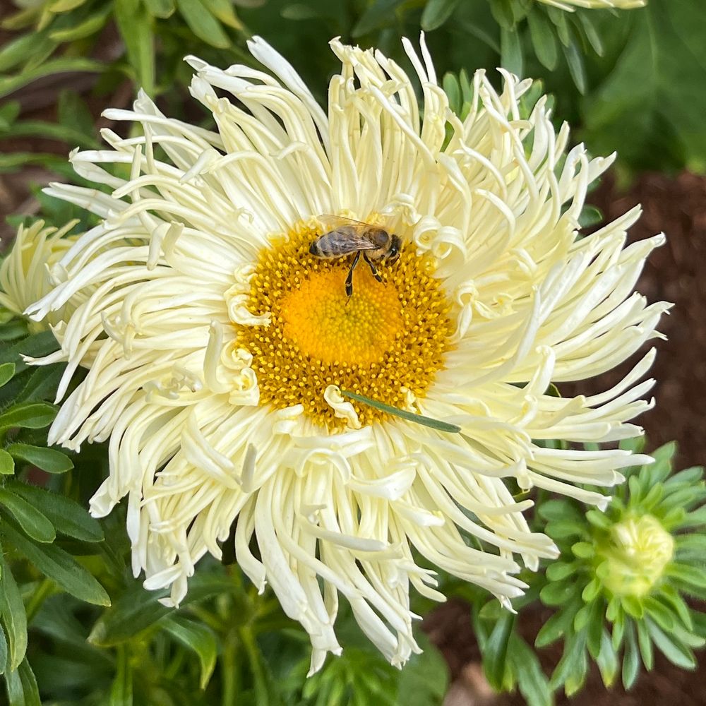 Aster Tiger Paw