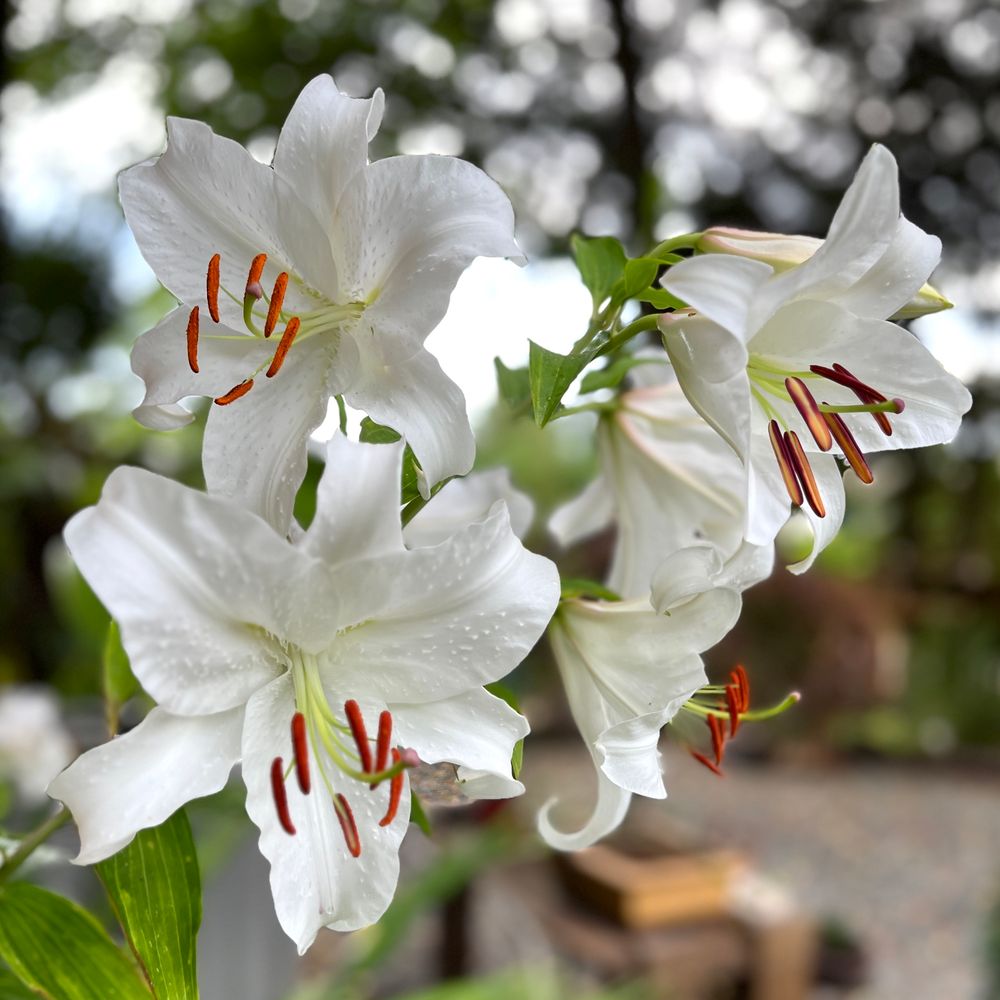 Oriental lilies