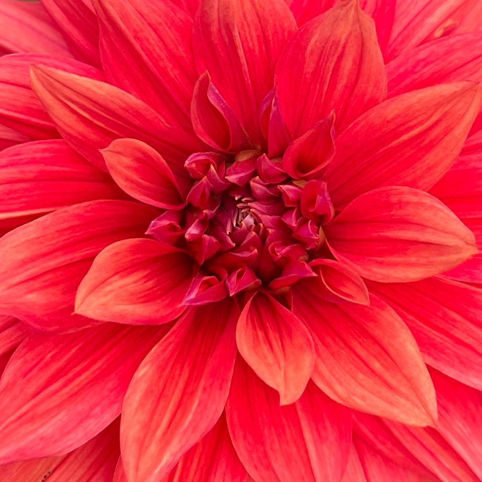 Dahlia
