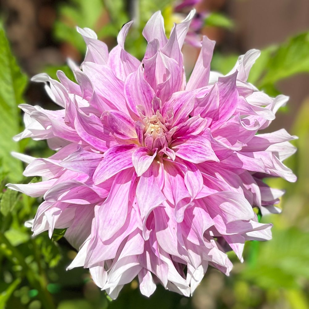 Dahlia