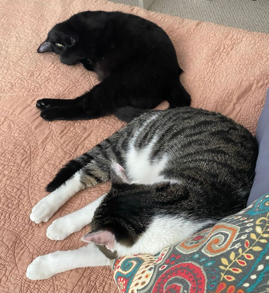 Pic of two cats (one black, one grey tabby) dozing all cozy on a bed.