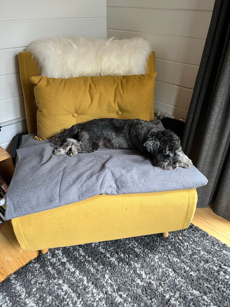 Schnauzer sleeping peacefully on a large, comfortable armchair. 