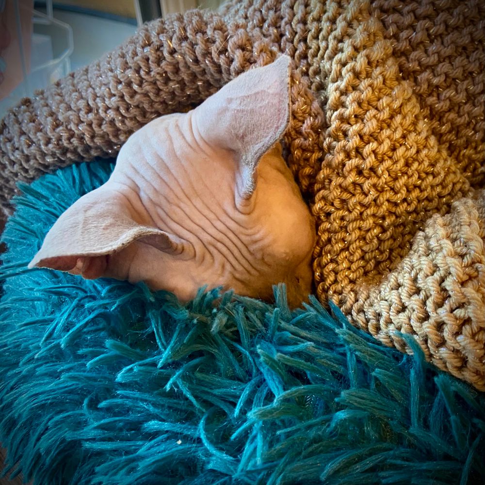 A sphinx cat snuggled under a blanket