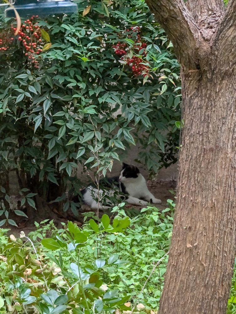 A black and white cat is sitting underneath a bush. It is shrouded in shadow in the afternoon of an overcast Texas sky. 