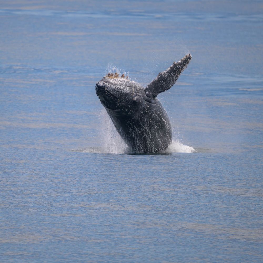 Breaching Humpback whale off the coast of Newport, OR. Credit: J. Tilley, UW-APL, V25