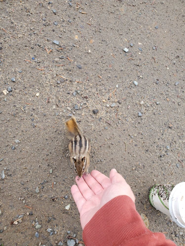 Chipmunk climbing up my hand