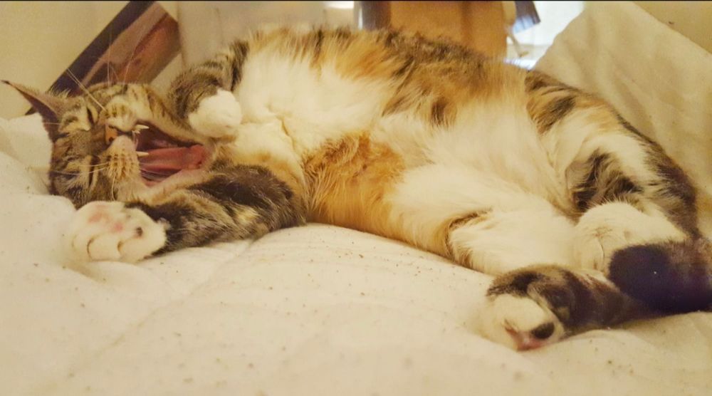 A demonically delinquent tabby/tortie mix called Ethel chilling out and yawning on an old duvet.