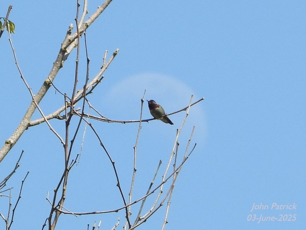 Photo:  An Anna's Hummingbird, in profile facing left, is perched on a leafless twig of a branch, with more leafless branches below and above it.  Directly behind the hummingbird the half moon appears to surround the bird while set against a clear, blue sky.