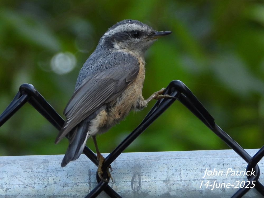 Photo: close up of a Red-breasted Nuthatch in profile facing right.  It is perched on a wire at the top of a chain link fence.