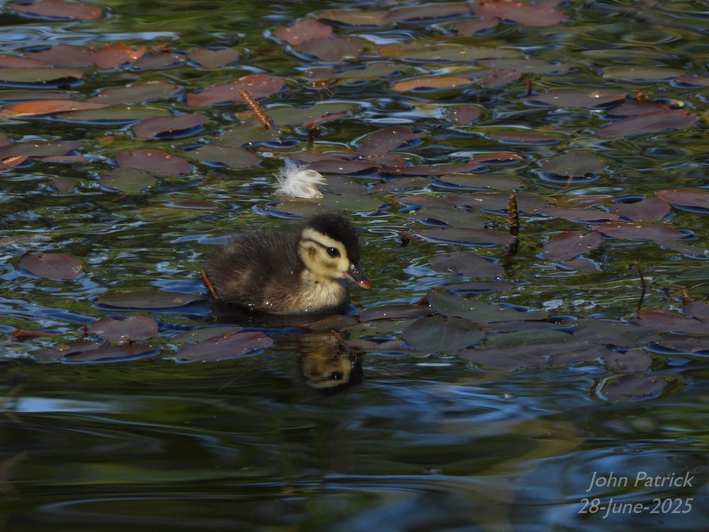 Photo:  A very young Wood Duck duckling swims through the leaves of a water weed in a pond.   The duckling is facing three-quarters to the right. 