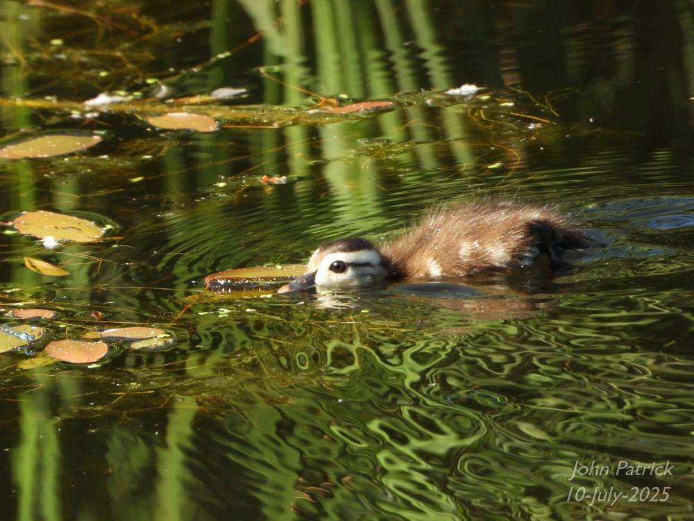 Photo: A Wood Duck duckling in a pond with its head and beak lying on the surface of the water.   The duck is facing three-quarters to the left.