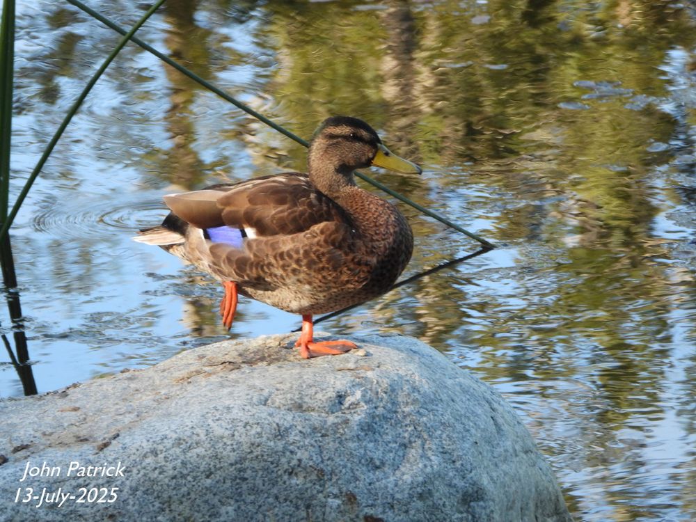 Photo:  A Mallard, in profile facing right, stands on a rock in the middle of a pond.  The duck is balanced on one foot with the other tucked up with its toes pointing down.