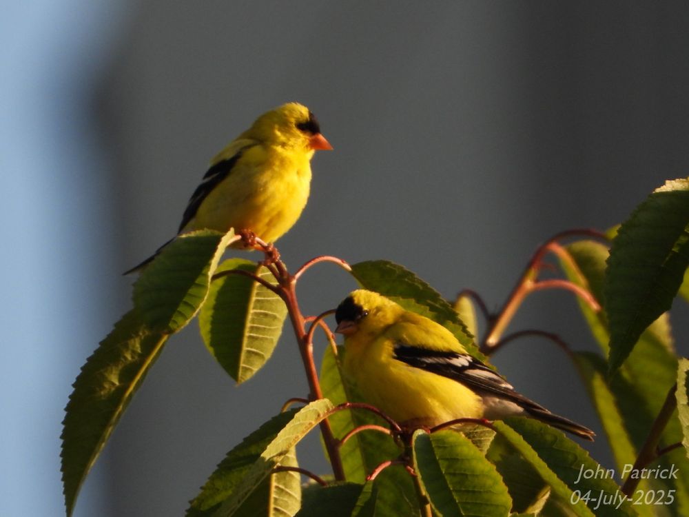 Photo: A pair of Goldfinches in profile; one facing right towards the light, one facing left with its face in shadow, are perched on different branches of a cherry tree.