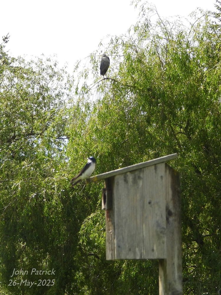 Picture:: In the foreground is a Tree Swallow in profile facing right perched on the edge of the roof panel of a nesting box mounted on a post.  In a tree in the background is a Great Blue Heron perched on a branch.  Although separated by distance the heron is almost directly above the swallow.  The Heron is in better focus than the swallow. 