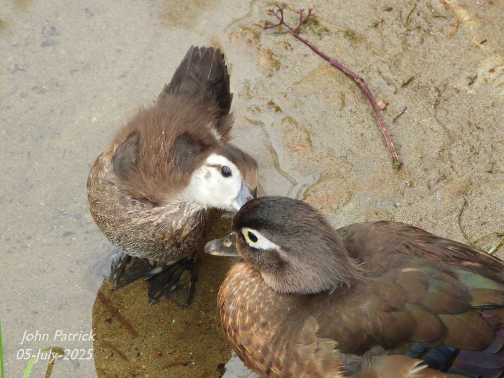 Photo 2 of 2:  At the muddy edge of a pond, a months old Wood Duck duckling tilts its head up to "kiss" the cheek of its mother. 