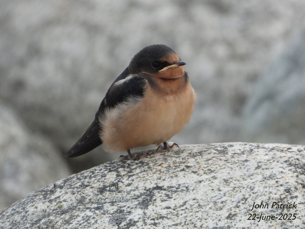 Photo:  A very cute fledgling Barn Swallow stands facing 3/4 right  on a round white rock. 