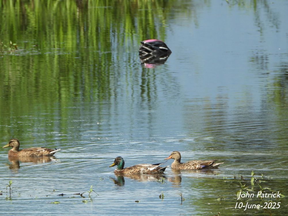 Photo: A view across a pond.  In the foreground three Mallards (one male, two female) are paddling from right to left.  In the  middle of the pond a pink and black aerodynamic biking helmet (the 'turtle' from the main post) is floating on the water.
