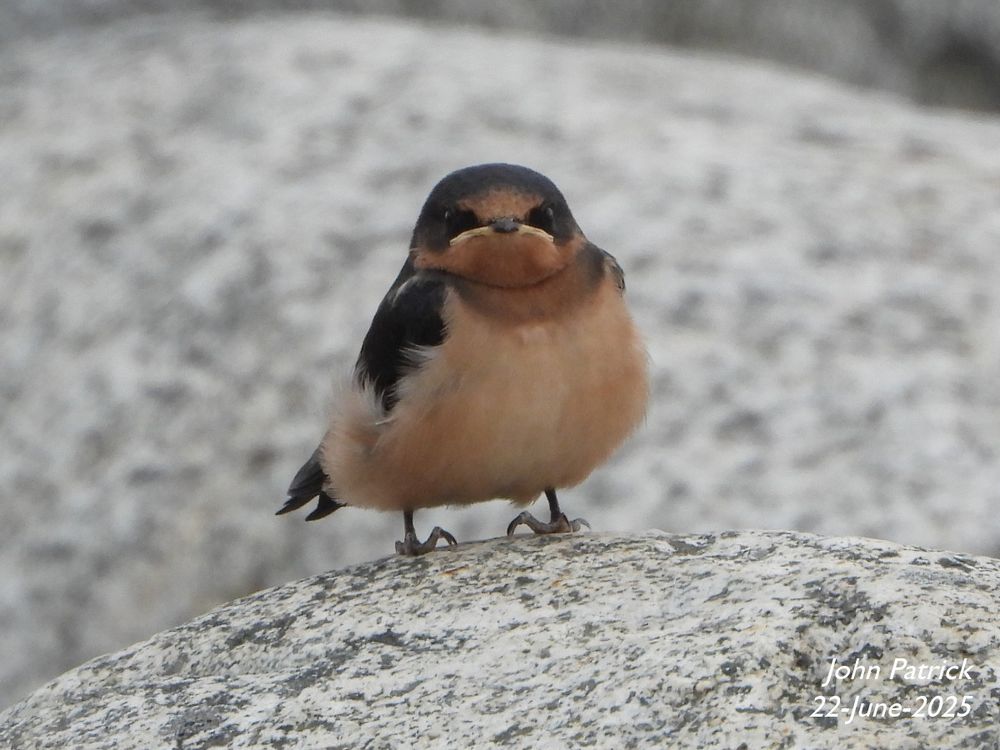 Photo:  A fledgling Barn Swallow faces the camera while standing on a rock among rocks on a beach breakwater.