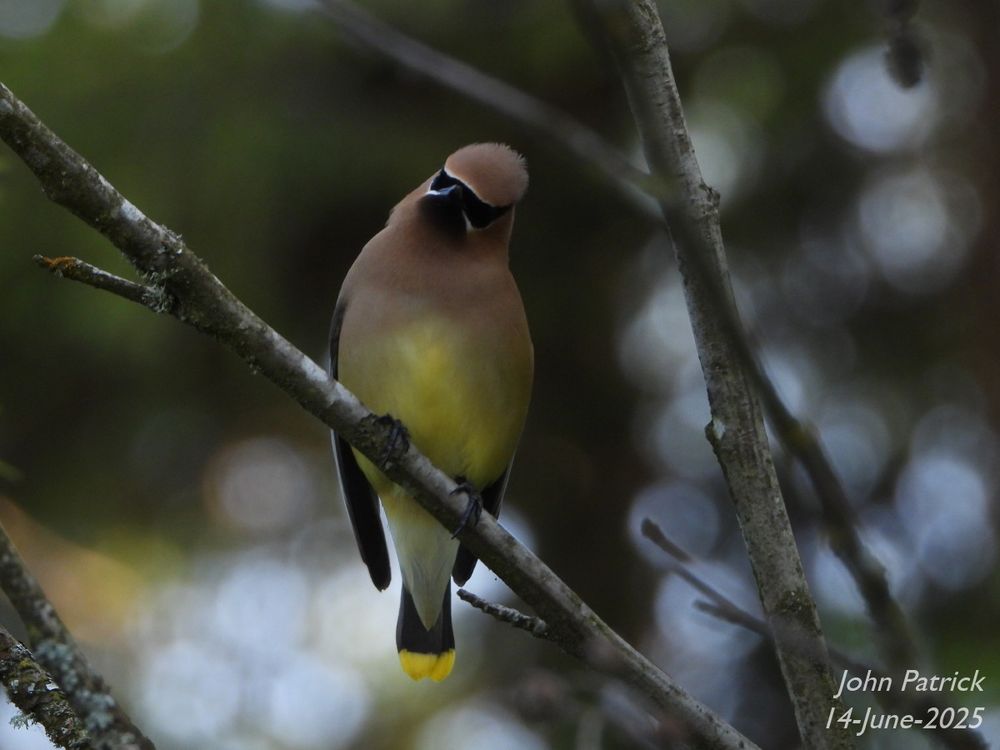Photo: A Cedar Waxwing, facing the camera with its head tilted, sits on a bare branch of a tree. 