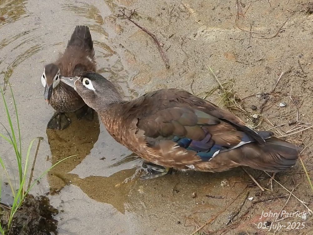 Photo 1 of 2: At the muddy edge of a pond a mother Wood Duck standing on the mud at the water line "kisses" the cheek of a months old duckling, who is standing in the water.