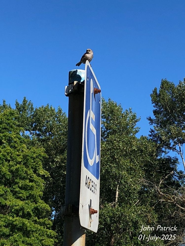 Photo:   A tiny Bushtit is perched at the corner of a wheelchair access sign.  The background of the top half of the picture is clear sky while the bottom half is deciduous trees.