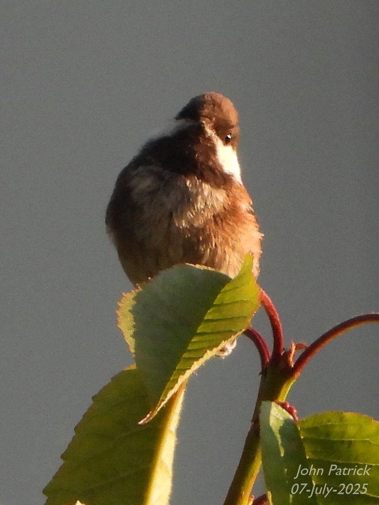Photo:  A Chestnut-backed Chickadee faces the camera with his left side lit by the first light of dawn.  The chickadee is perched on the stem of a leaf at the end of a branch at the top of a cherry tree.  And he looks very smug about doing that.
