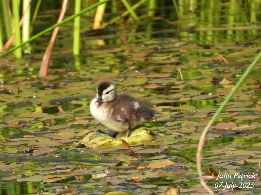 Photo:  A Wood Duck duckling facing three-quarters left standing on a leaf slightly larger than itself in the middle of a pond covered in small leaves with reeds in the background.