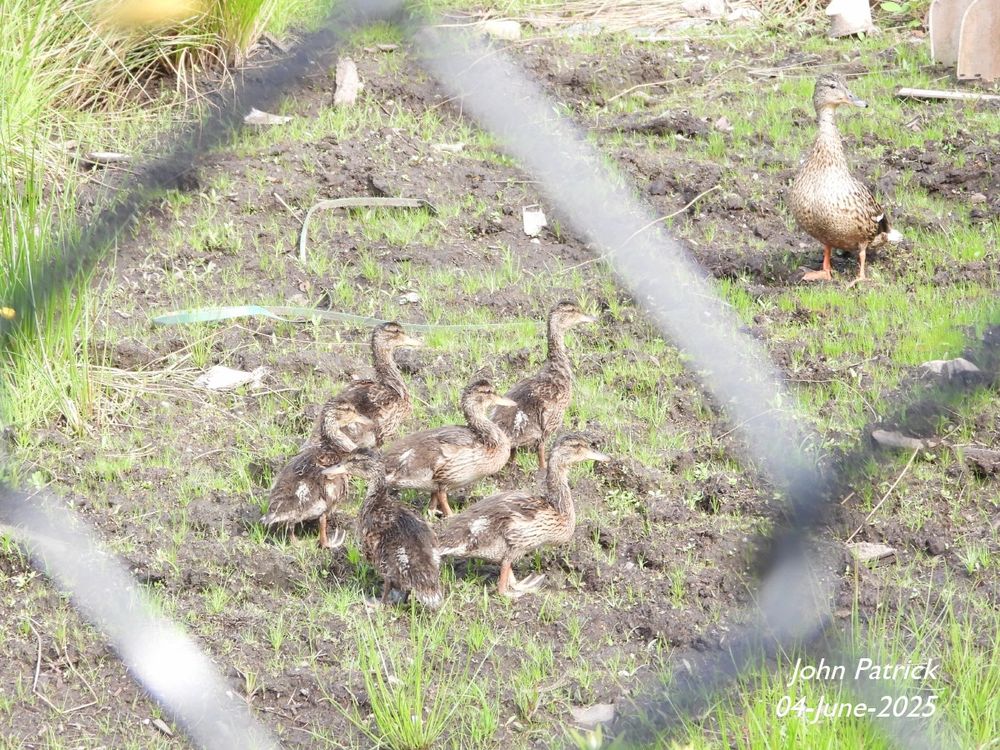 Photo of Mallard ducklings and their mom taken through a chain link fence.  In the middle of the picture, surrounded by one of the links are five ducklings facing right. A sixth duckling has its back to the camera and its head turned to the left.  In the upper right corner of the photo, separated from her children by the framing link stands the mother mallard with her body facing the camera and her head turned to the right.