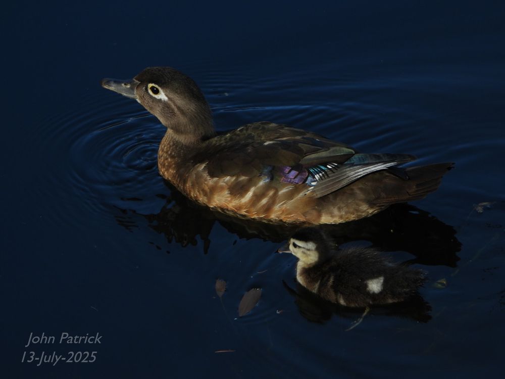 Photo: A Wood Duck Mother and one of her ducklings seen from three-quarters above face the upper left corner of the photo.   They are paddling in a pond and are lit by sunlight coming in from the lower left corner.