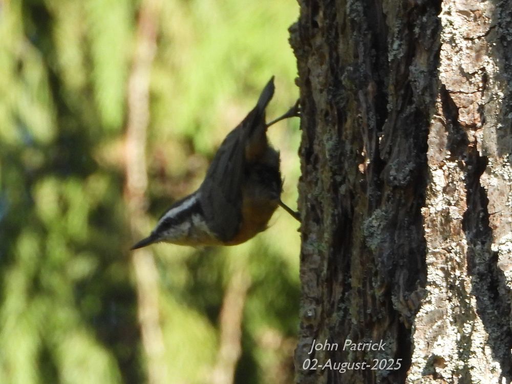 Photo:  A Red-breasted Nuthatch, in profile heading down the gnarled bark of fir, with its legs spread wide apart, holds its head out at right angles to the tree trunk.