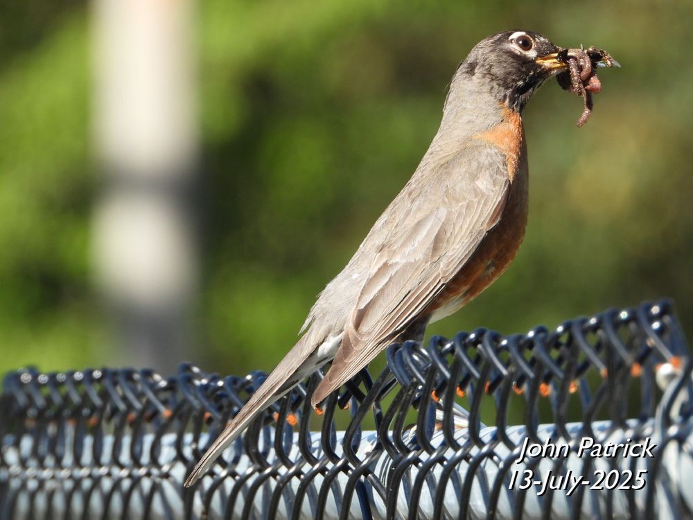 Photo: Close up of an American Robin, in profile facing right, perched on the top of a chain link fence.  In its beak are a pair of worms, a small black beetle, and two winged insects (possibly flying ants).