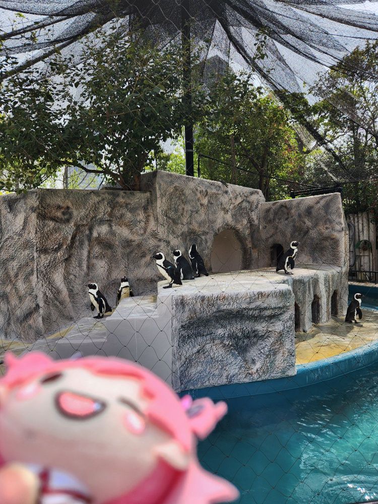 Penguins exhibit, with Airi in the corner held with her head leaning back, as if she's very happy. 